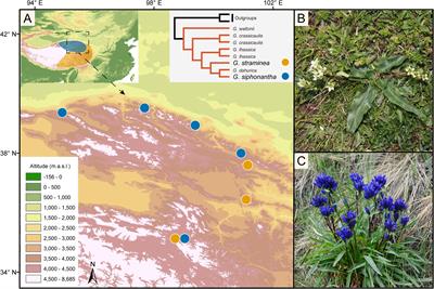 Population Transcriptomics Reveals Gene Flow and Introgression Between Two Non-sister Alpine Gentians